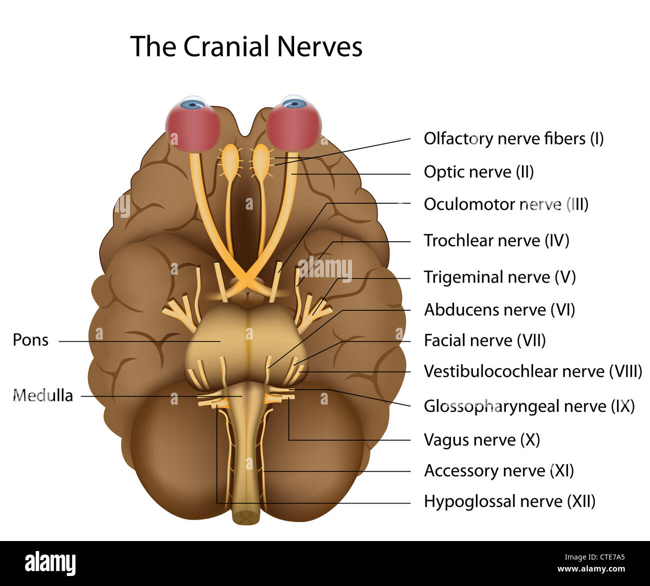Il 12 nervi cranici Foto Stock