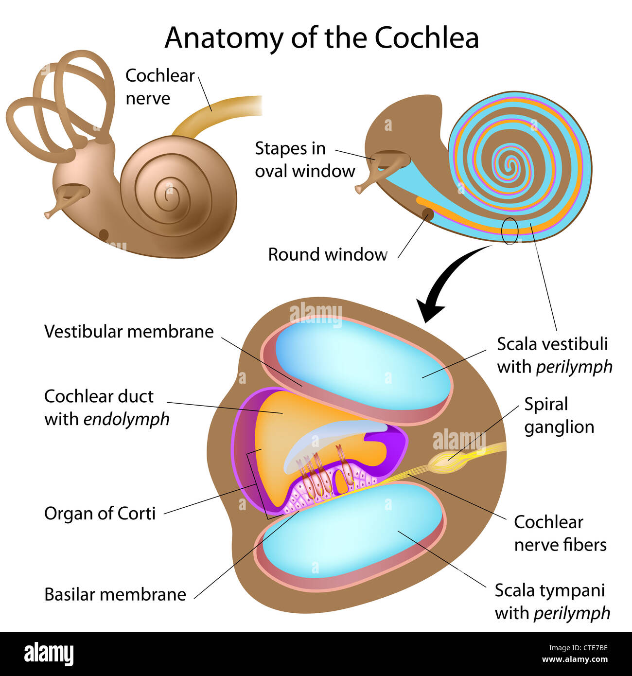Anatomia della coclea di un orecchio umano Foto Stock