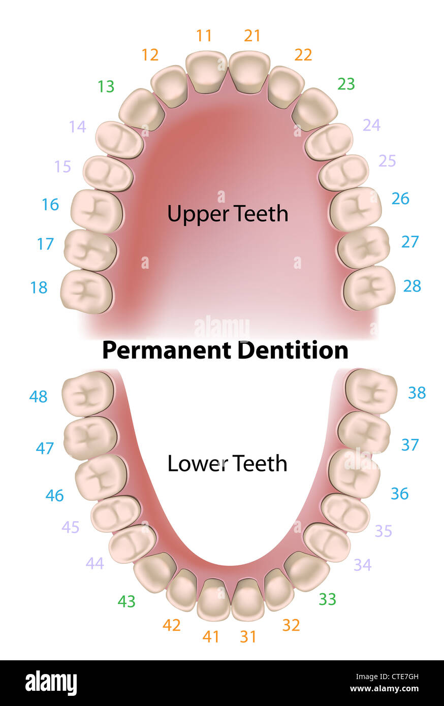 La notazione dentale denti permanenti Foto Stock