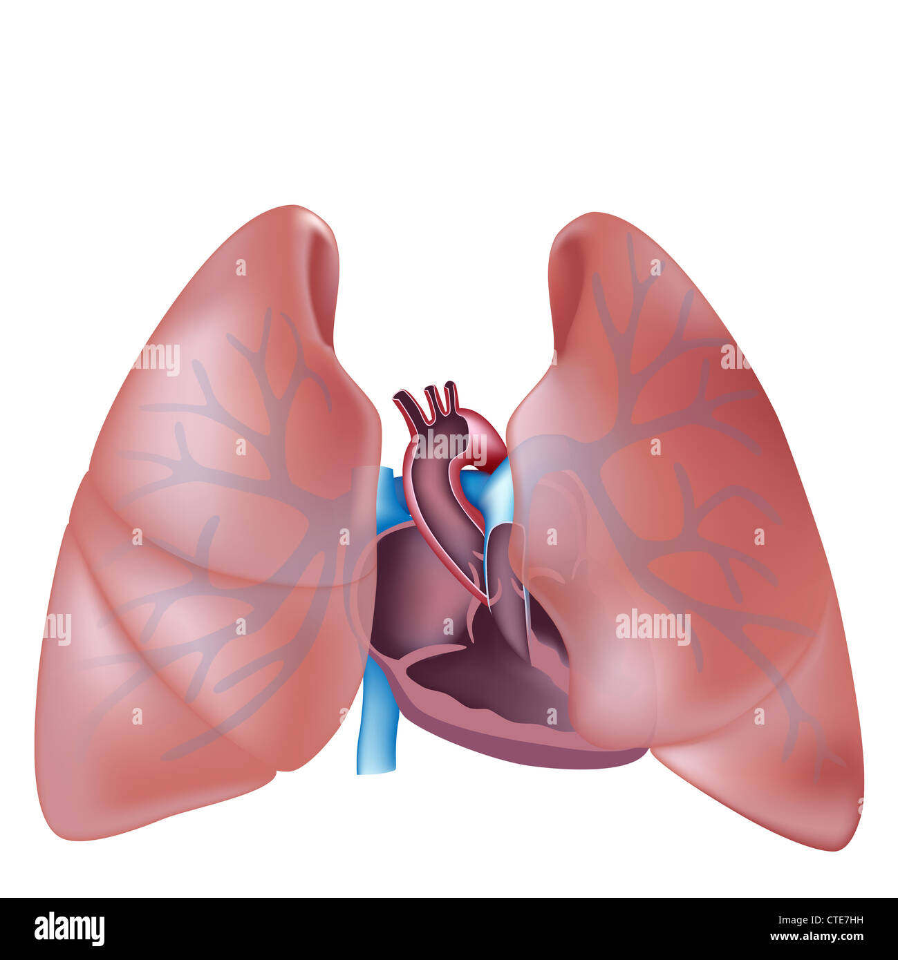 Cuore in sezione trasversale e polmoni anatomia Foto Stock