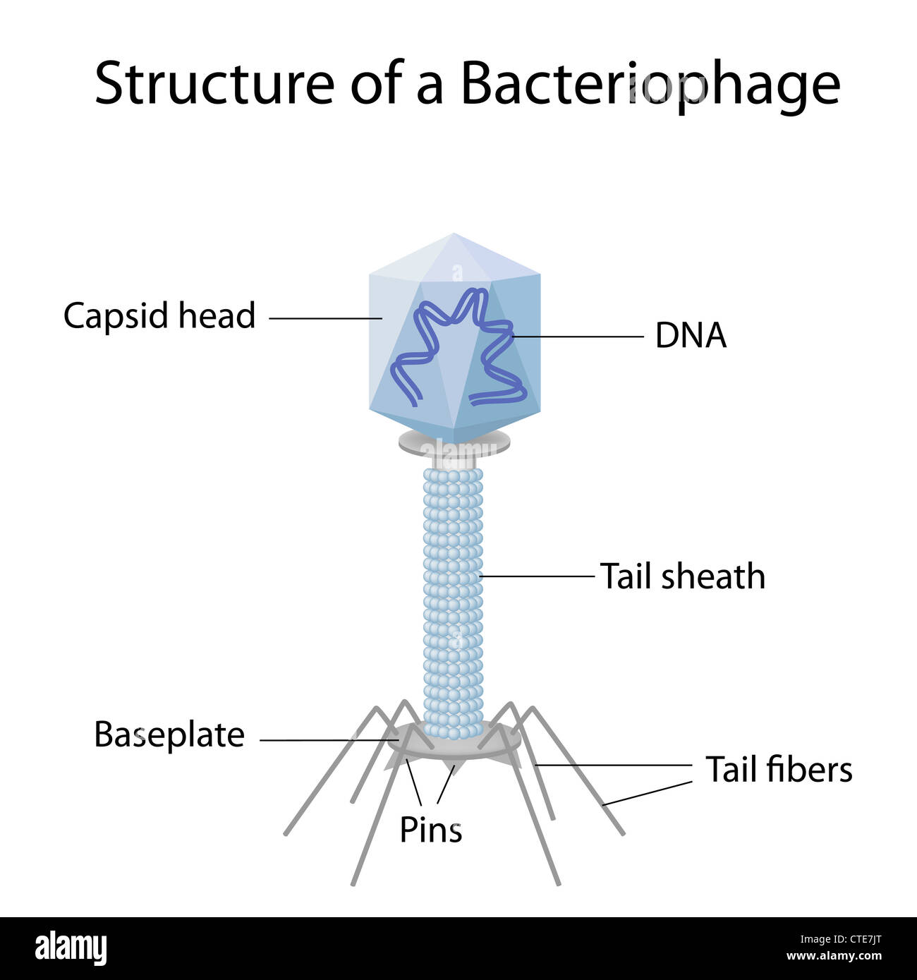 Struttura di un batteriofago Foto Stock