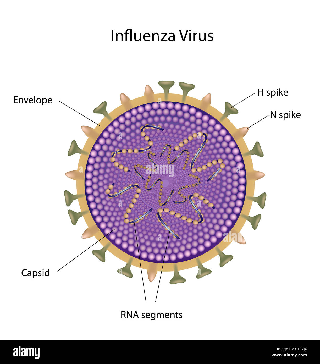 Virus influenzale influenza aviaria e influenza da suini Foto stock