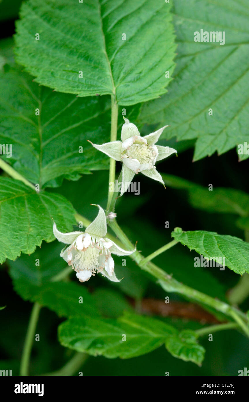 Lampone Rubus idaeus (Rosacee) Foto Stock