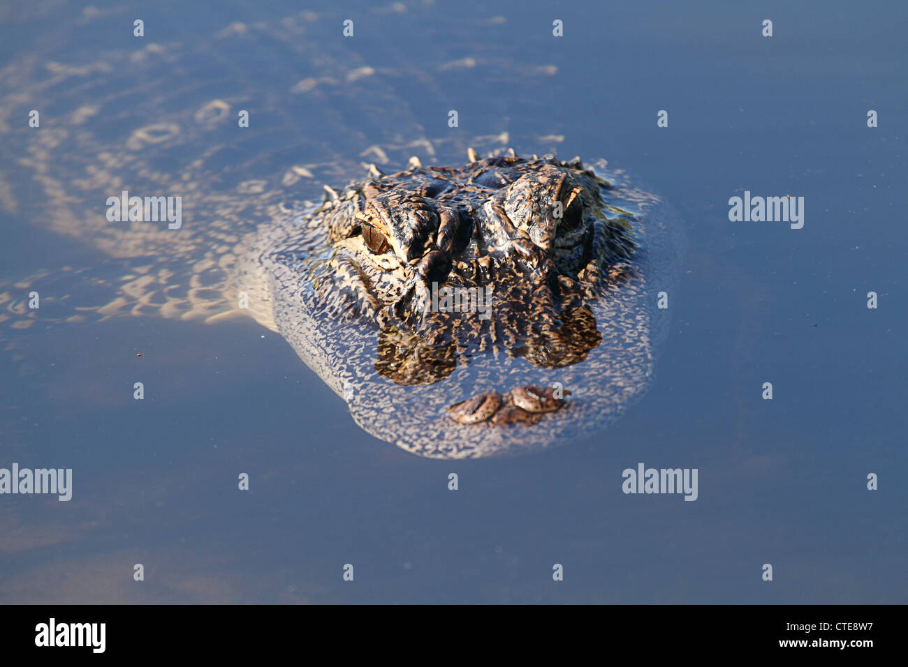 Florida Alligator guardando a voi Foto Stock