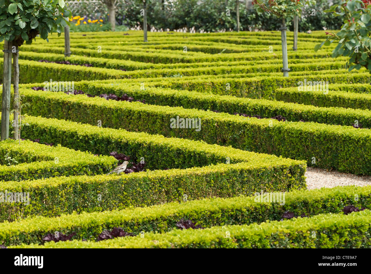 Le forme geometriche di siepi di bosso di Villandry, Valle della Loira Foto Stock