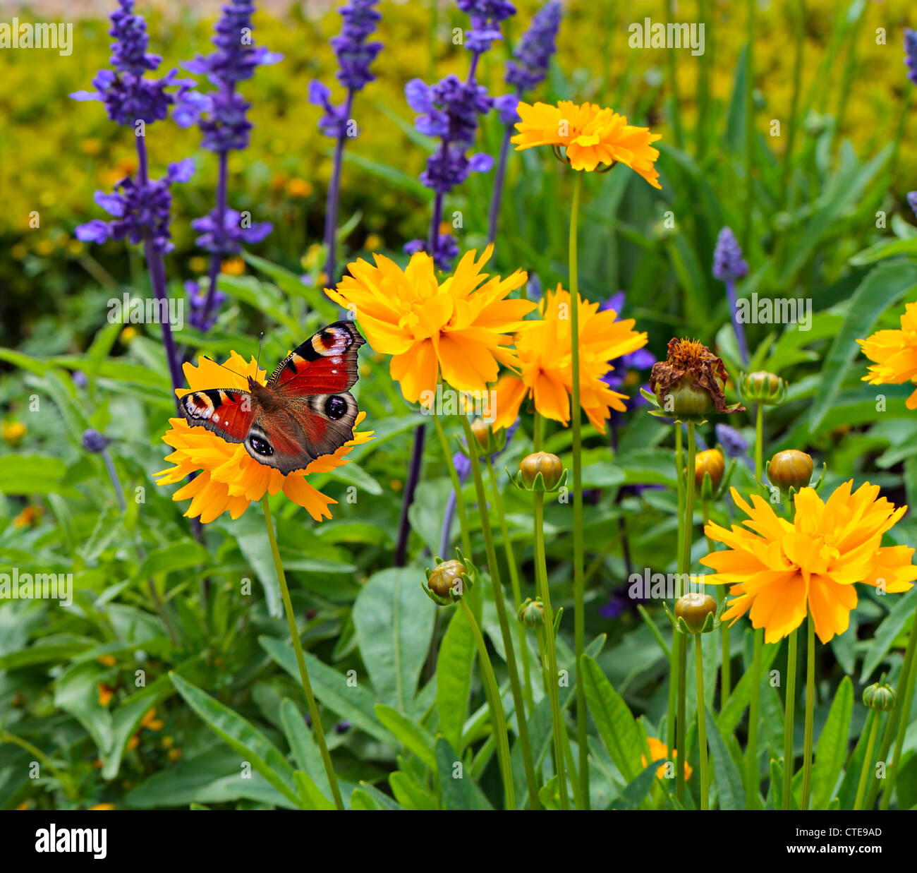 Unione farfalla pavone su tickseed con lavanda Foto Stock