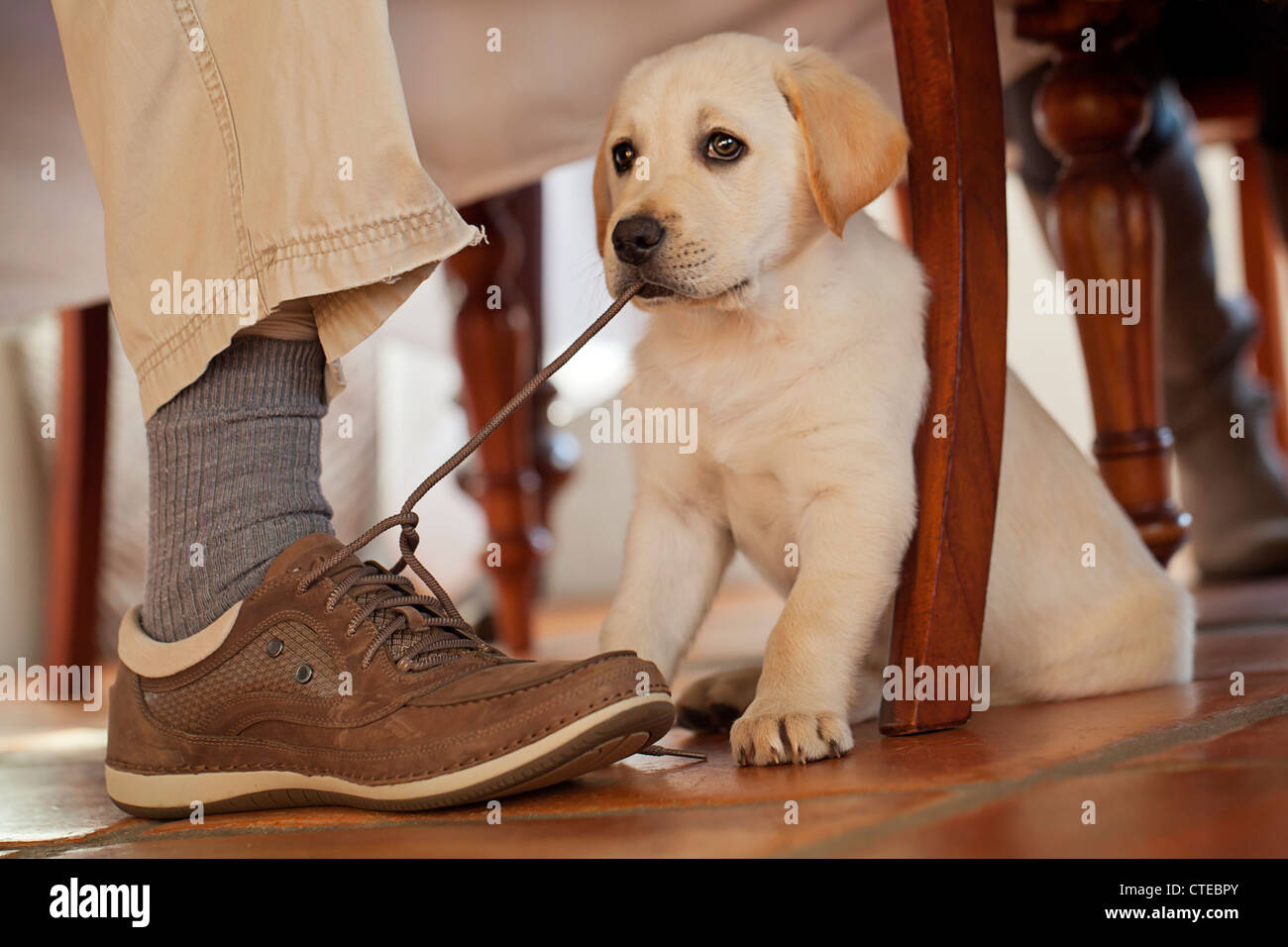 Il Labrador cucciolo masticare una stringa Foto Stock