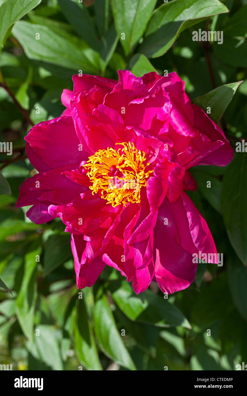 "Karl Rosenfield' giardino comune peonia, Luktpion (Paeonia lactiflora) Foto Stock