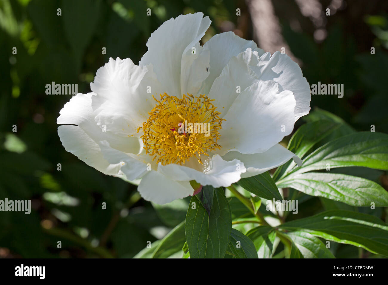 'Ali bianche' giardino comune peonia, Luktpion (Paeonia lactiflora) Foto Stock