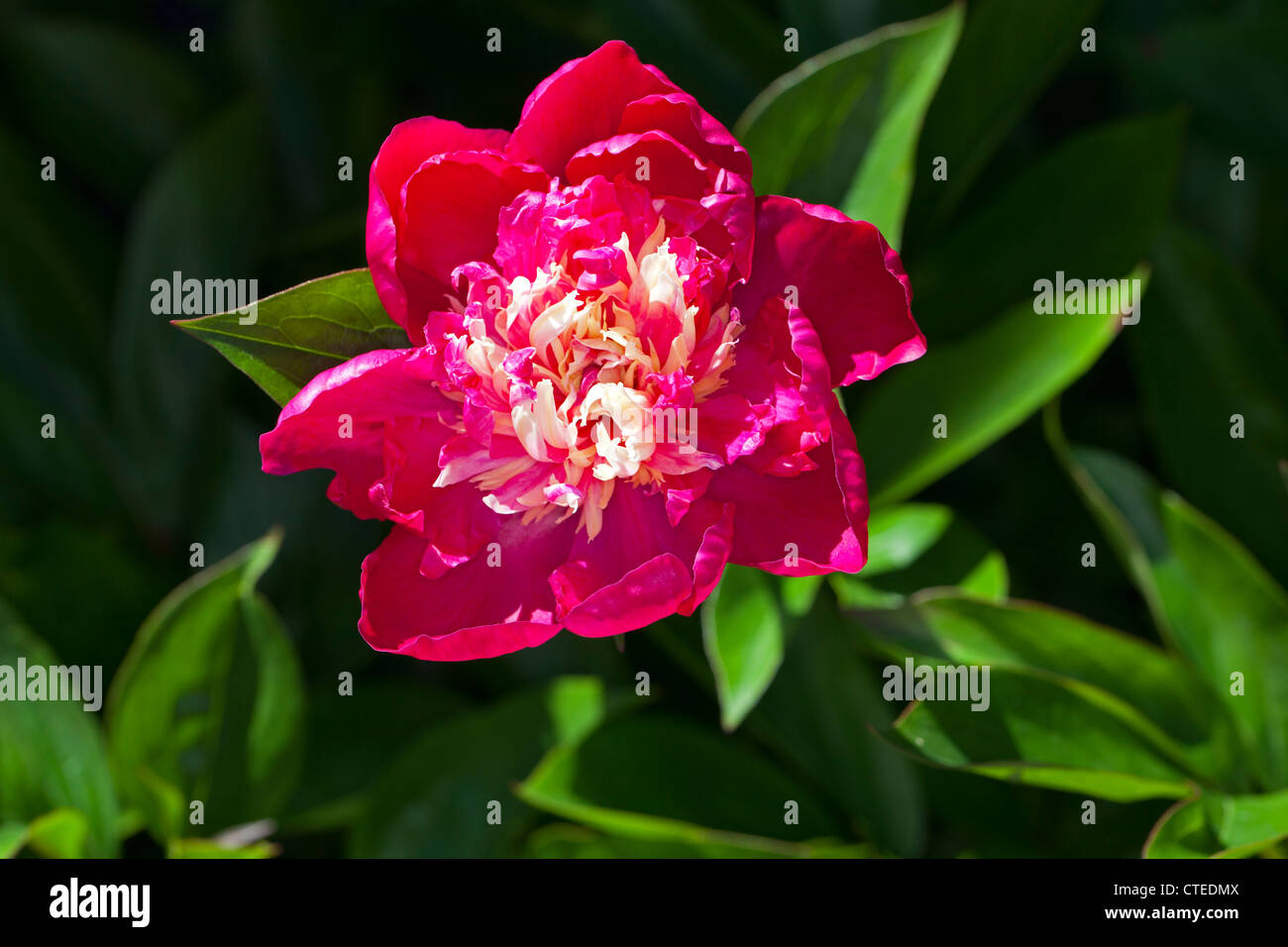 "Nellie Saylor' giardino comune peonia, Luktpion (Paeonia lactiflora) Foto Stock