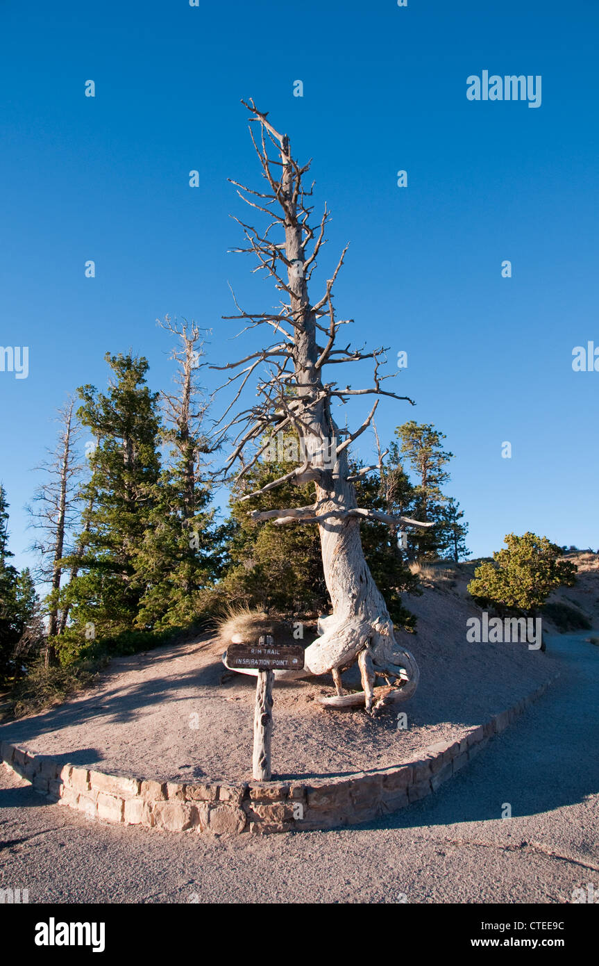 Stati Uniti d'America, Utah, bristlecone pine tree a Bryce punto nel Parco Nazionale di Bryce Canyon. Foto Stock