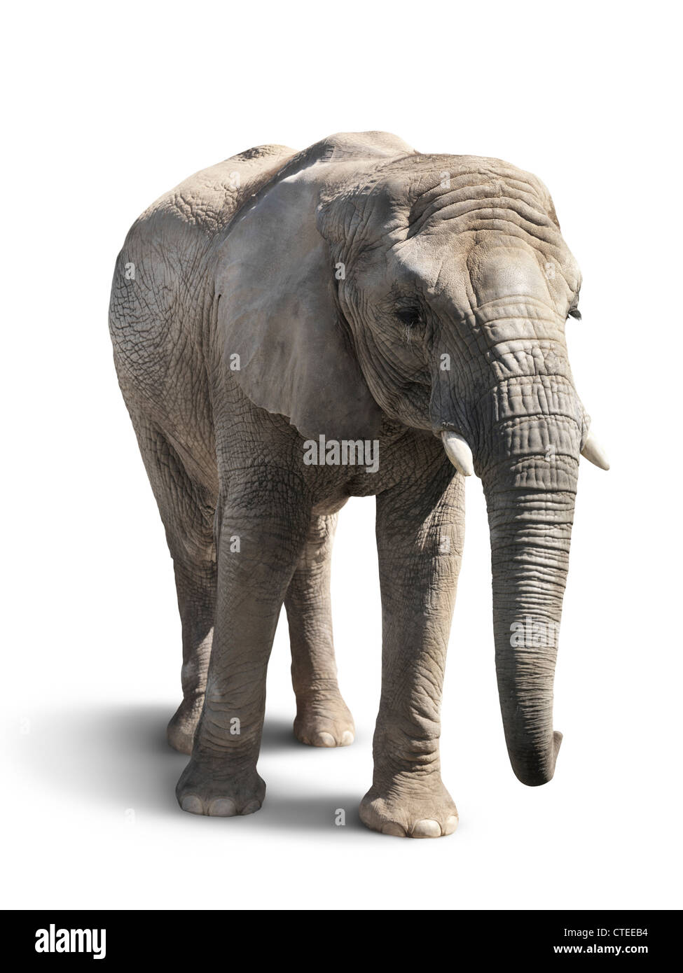 Elefante africano isolato su sfondo bianco con un tracciato di ritaglio Foto Stock