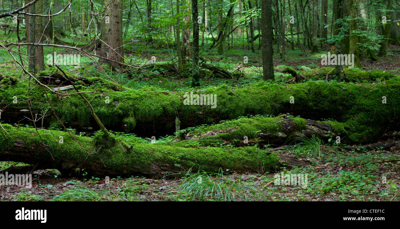 Morto alberi rotti moss avvolto con legno sorrel cresce su Foto Stock