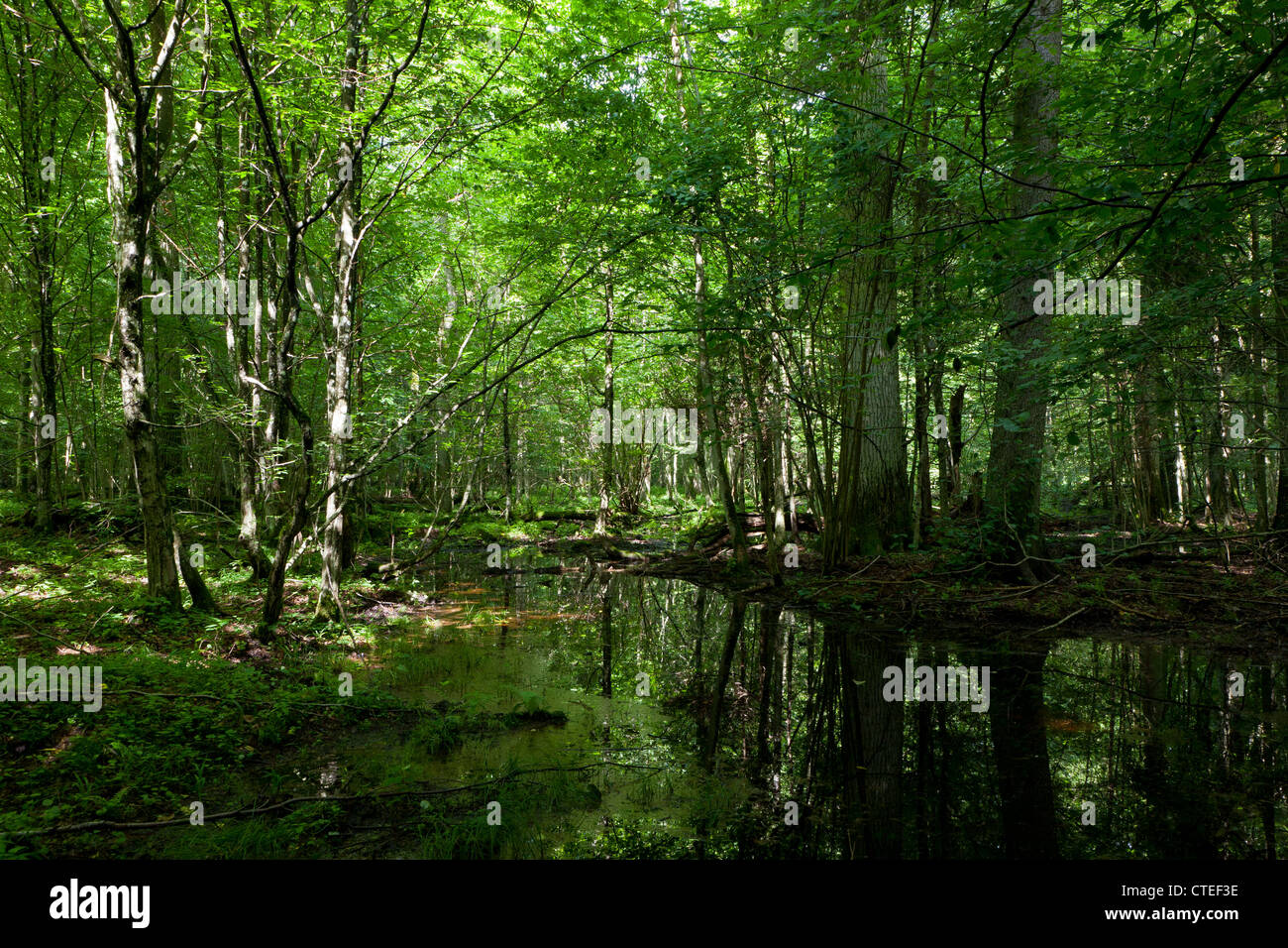Moss avvolto alberi di quercia giacente in acqua all'interno della foresta di Bialowieza stand Foto Stock