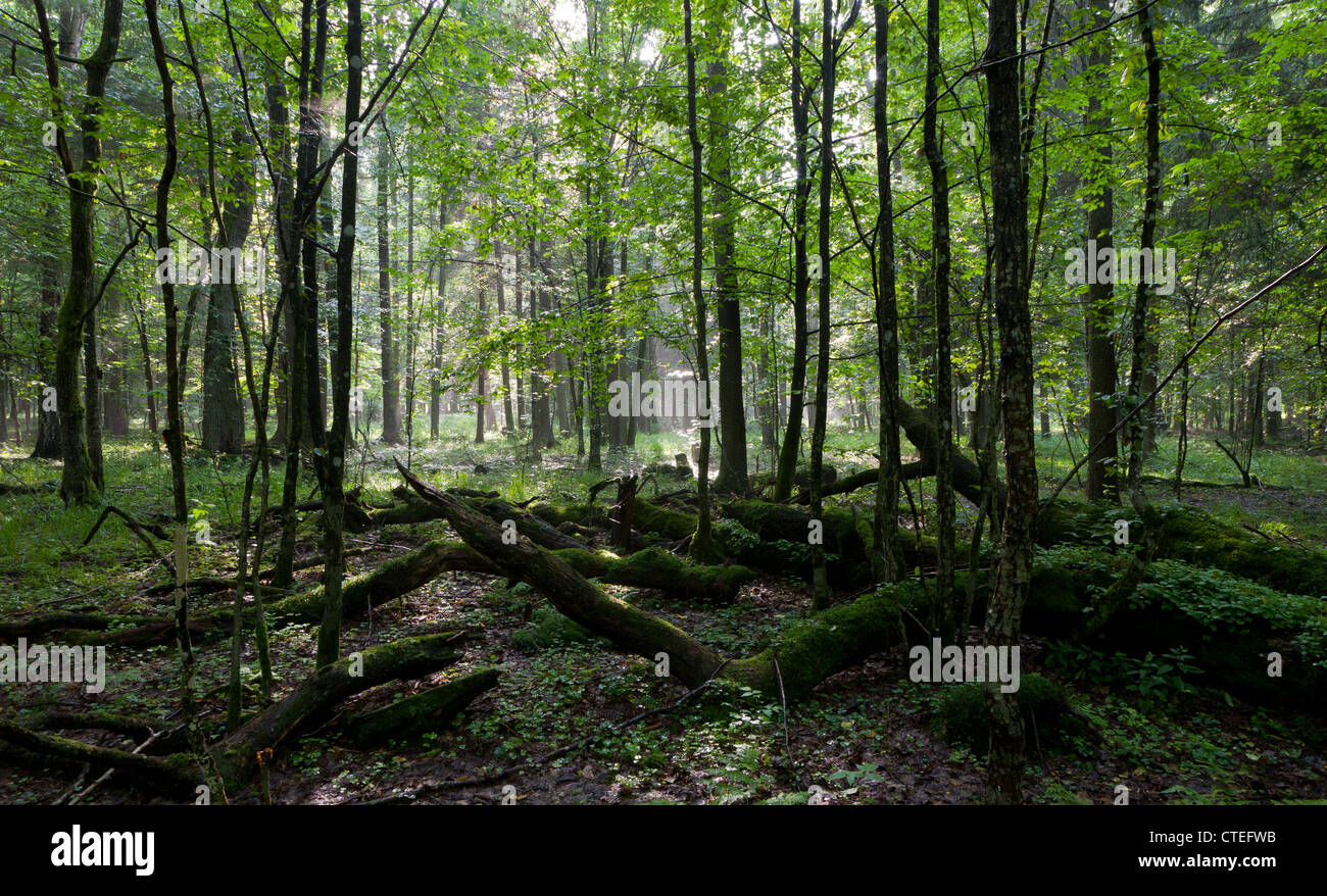 Estate al tramonto con la luce che entra nel ricco stand di latifoglie della foresta di Bialowieza con alcune rotture di alberi in primo piano Foto Stock