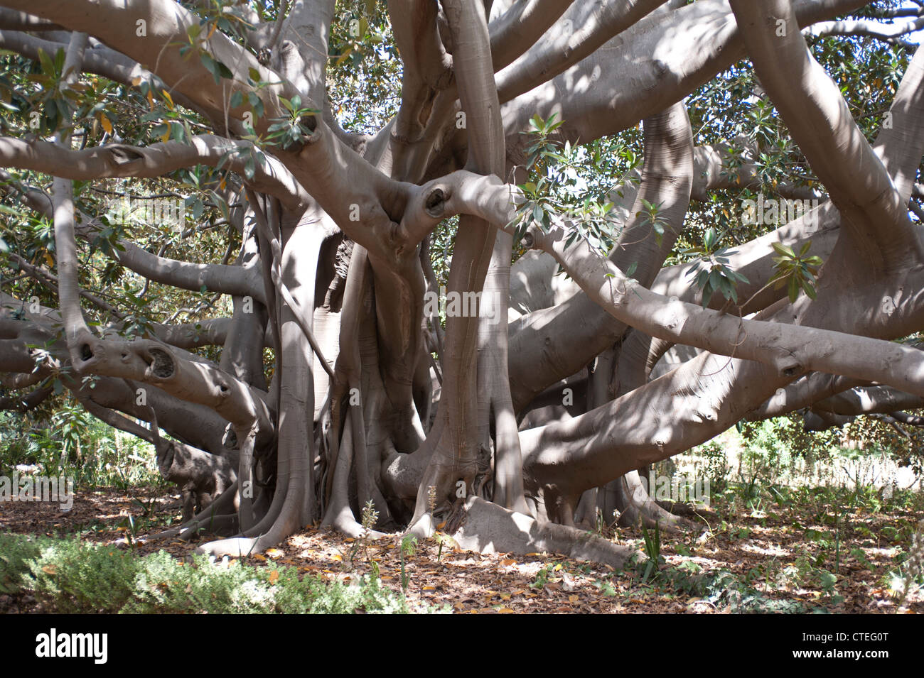 Ficus benghalensis, banyan tree crescono in Villa Malfitano, Palermo, Sicilia, Italia. Foto Stock