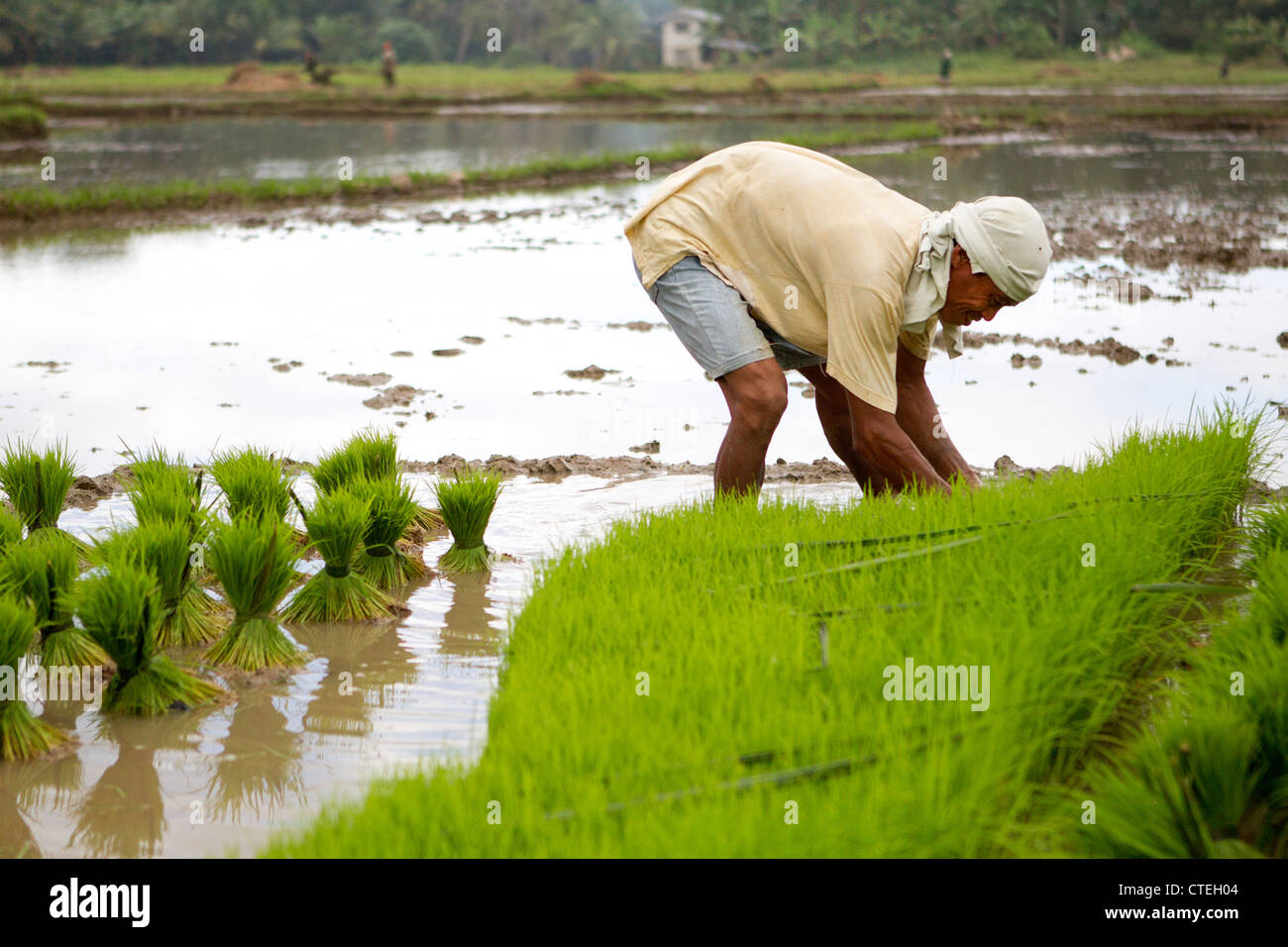 Agricoltore di piantare il riso,Bohol,Filippine Foto Stock