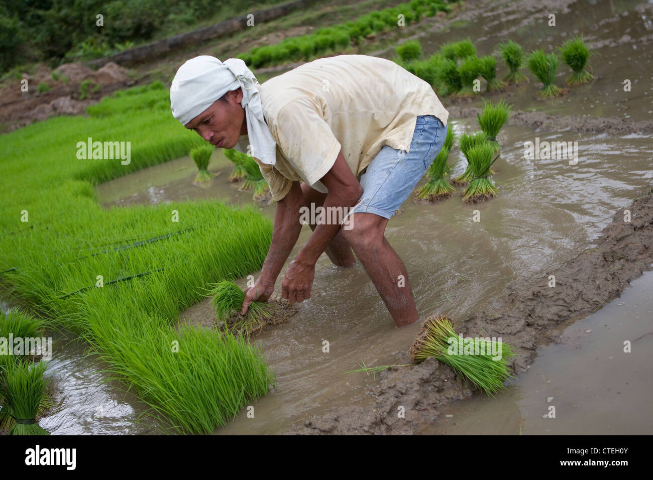 Agricoltore di piantare il riso,Bohol,Filippine Foto Stock