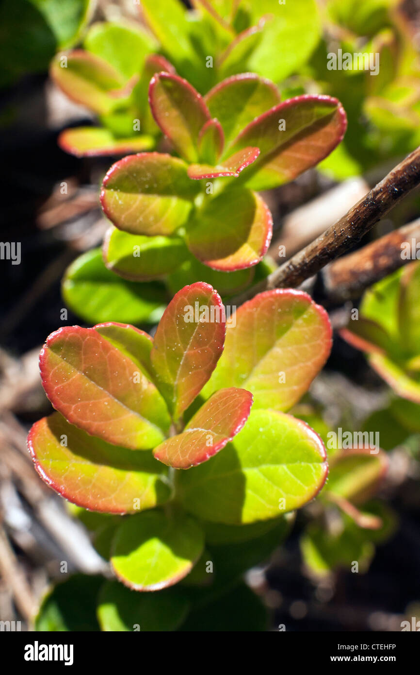 Close-up di Vaccinium vitis-idaea lingonberry cowberry o foglie in Kemeru Parco Nazionale della Lettonia Foto Stock