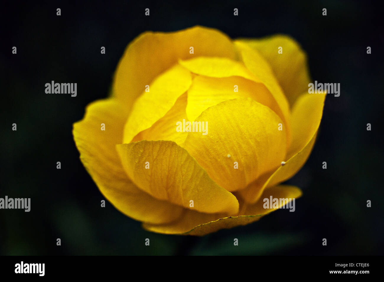 Il Globo-flower Trollius europaeus in primo piano Foto Stock