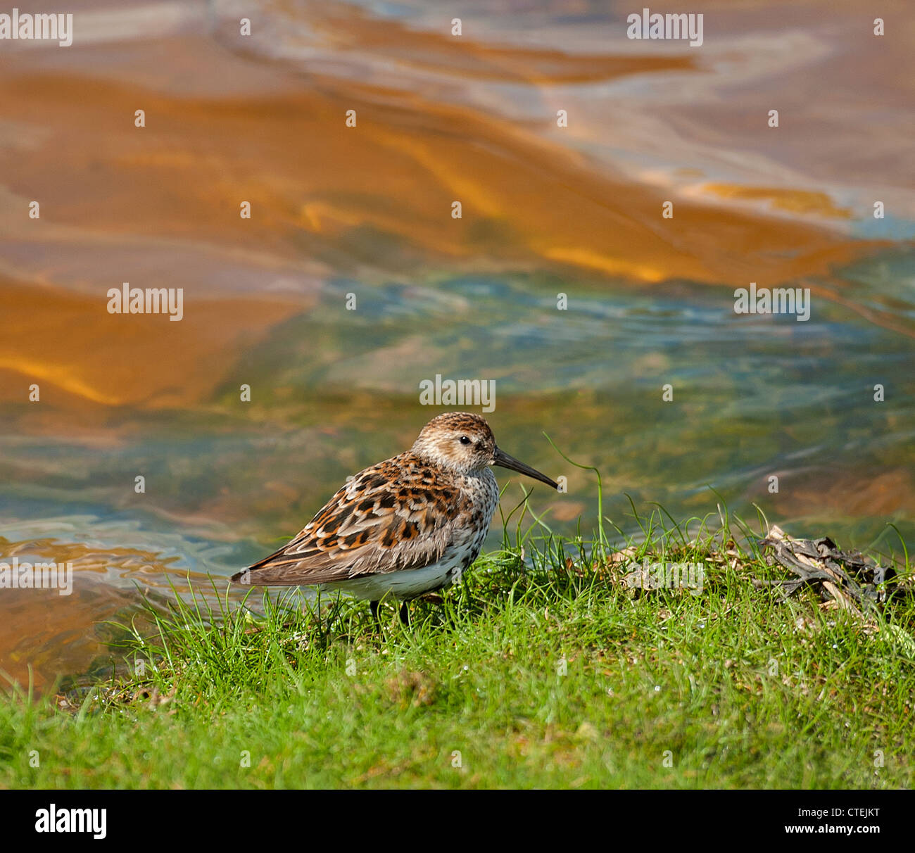 Un Dunlin costiere in appoggio su una banca erbosa a marea alta. Aberdeenshire. La Scozia. SCO 8249 Foto Stock