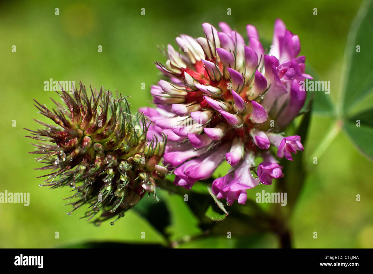 Close up di Trifolium medio o a zig-zag di trifoglio Kemeru Parco Nazionale della Lettonia Foto Stock