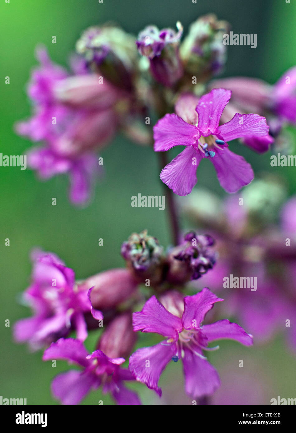 Silene viscaria o appiccicoso Catchfly fiori in closeup Kemeru Parco Nazionale della Lettonia Foto Stock