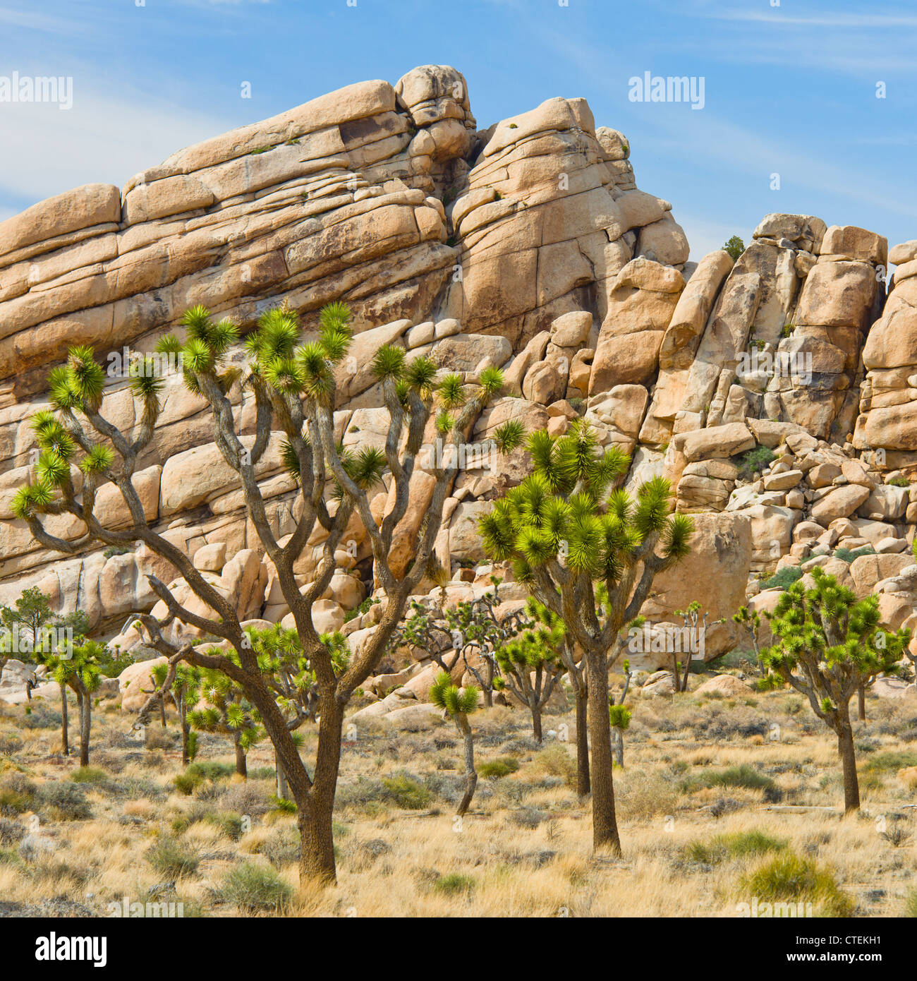 Stati Uniti, California, Joshua Tree National Park, alberi di Joshua nel deserto Foto Stock