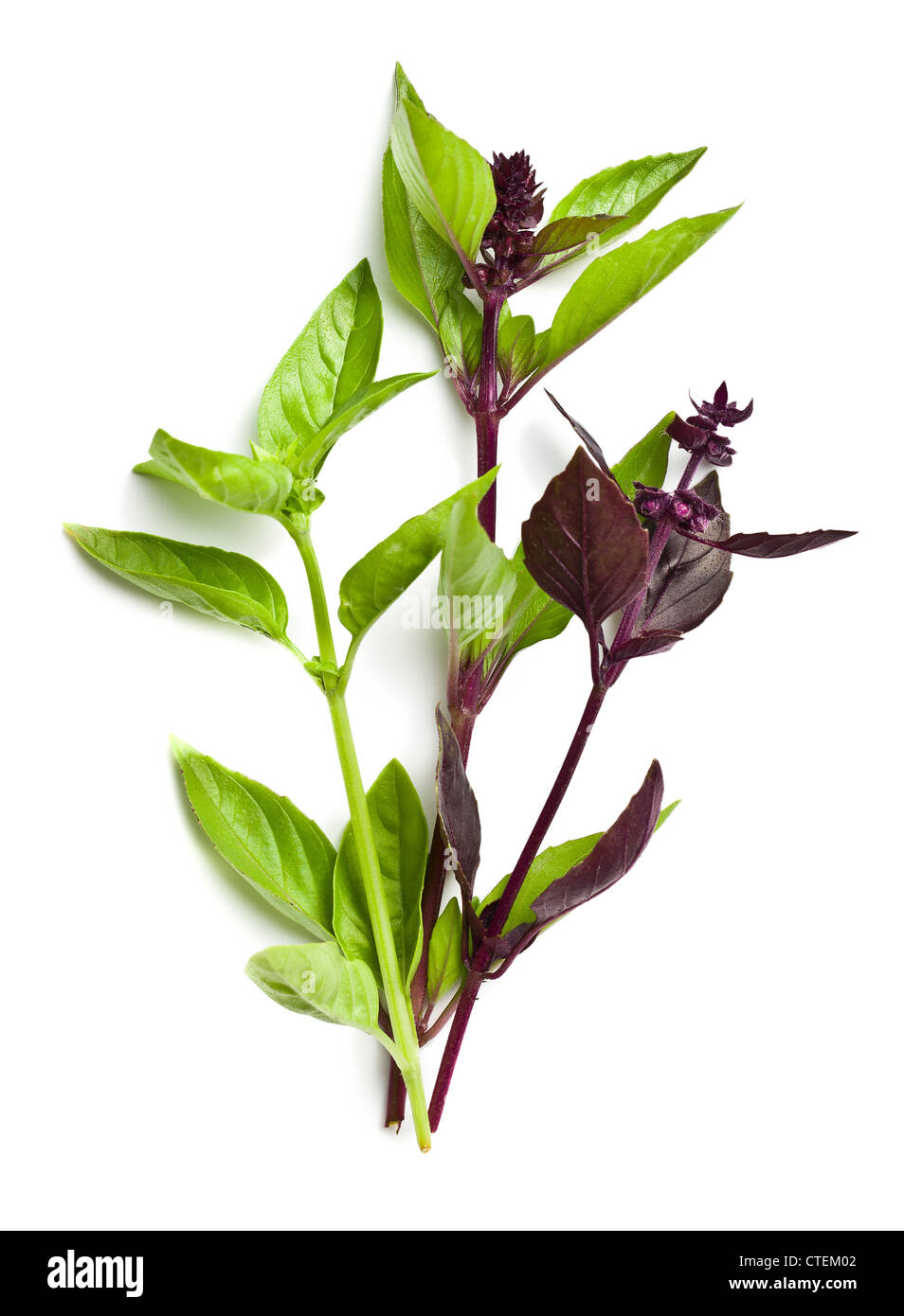 Variate le foglie di basilico su sfondo bianco Foto Stock