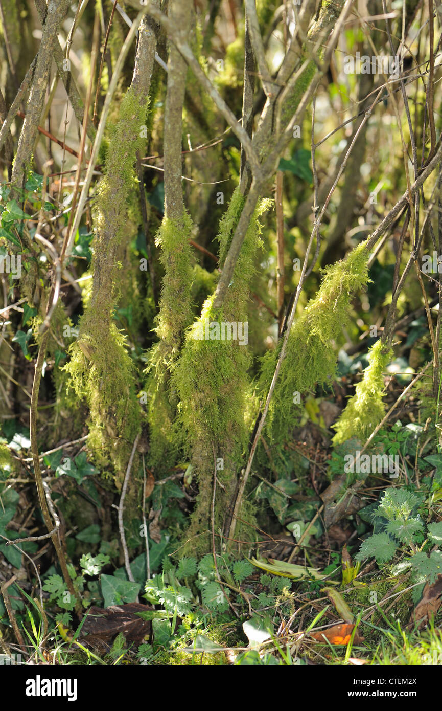 Moss crescente alla base di un woody arbusto con gambo (Euonymus) dopo un inverno umido Foto Stock