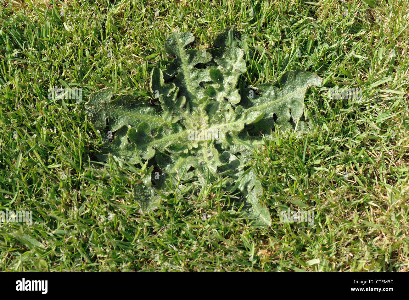 Liscia (hawksbeard Crepis capillaris) foglie rosette in un vicino erba falciata prato Foto Stock