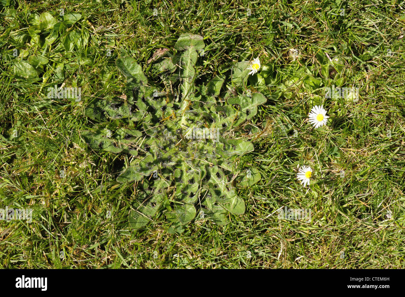 Liscia (hawksbeard Crepis capillaris) foglie rosette in un vicino erba falciata prato Foto Stock