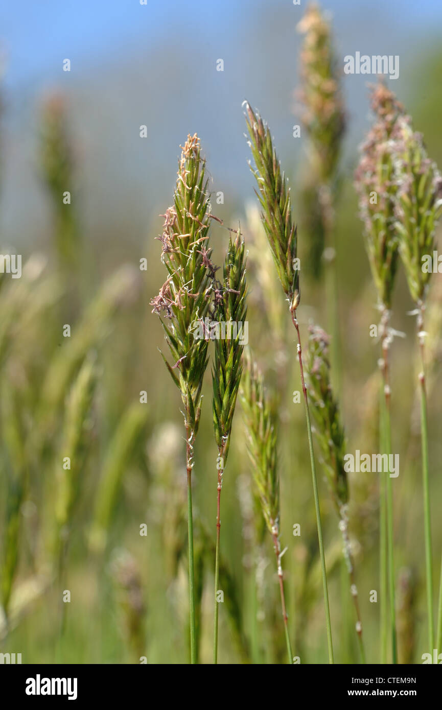 Dolce erba primaverile Anthoxanthum odoratum fioritura in un prato Foto Stock