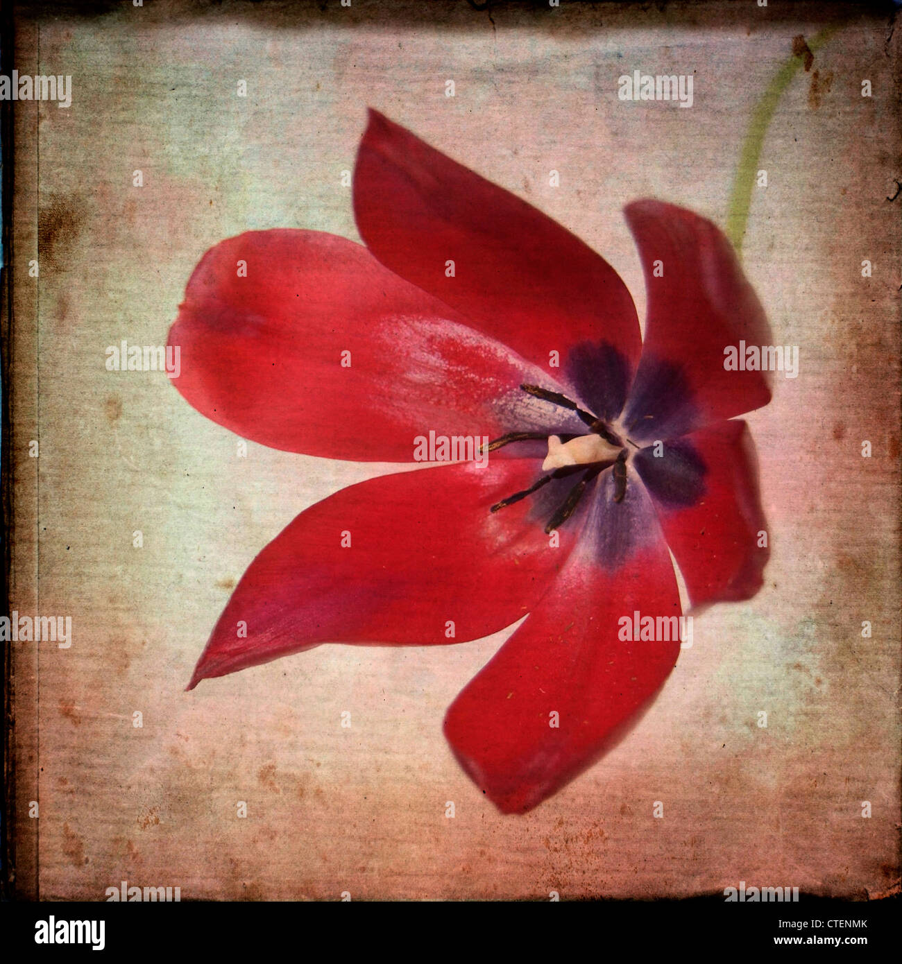 Red tulip flower, vintage-look. Foto Stock