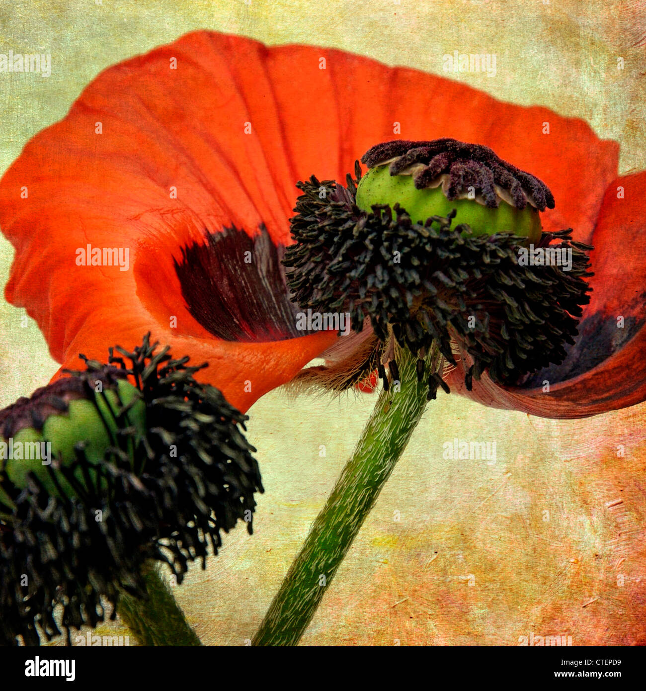 Vivaci fiori di papavero rosso che mostrano dettagli intricati in un ambiente naturale Foto Stock