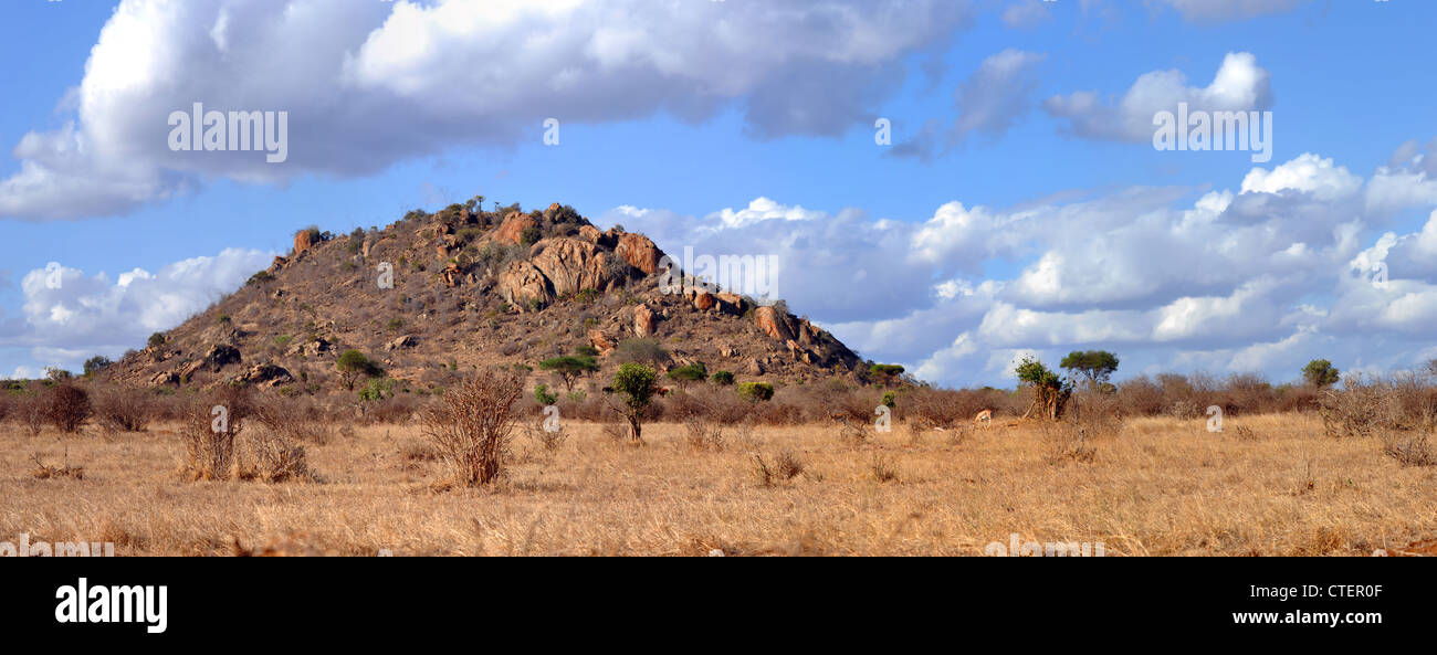 Fauna africana nella savana del Kenya parco nazionale orientale di Tsavo Foto Stock