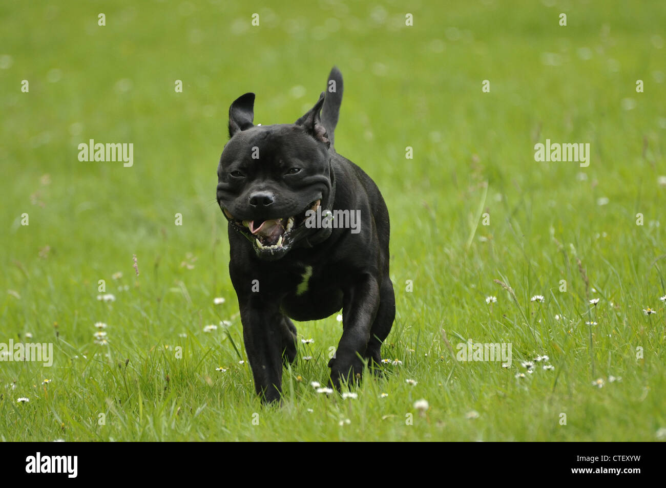 Staffordshire Bull Terrier acceso tramite l'erba verso la telecamera Foto Stock