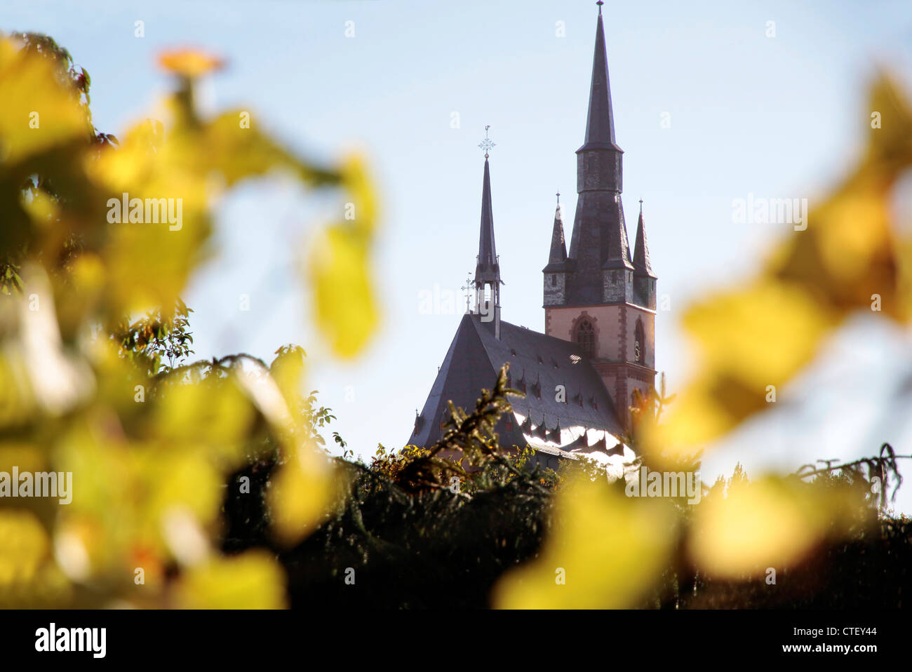 Vigneto in autunno con una vista alla Chiesa di Kiedrich, Rheingau, Hesse, Germania Foto Stock
