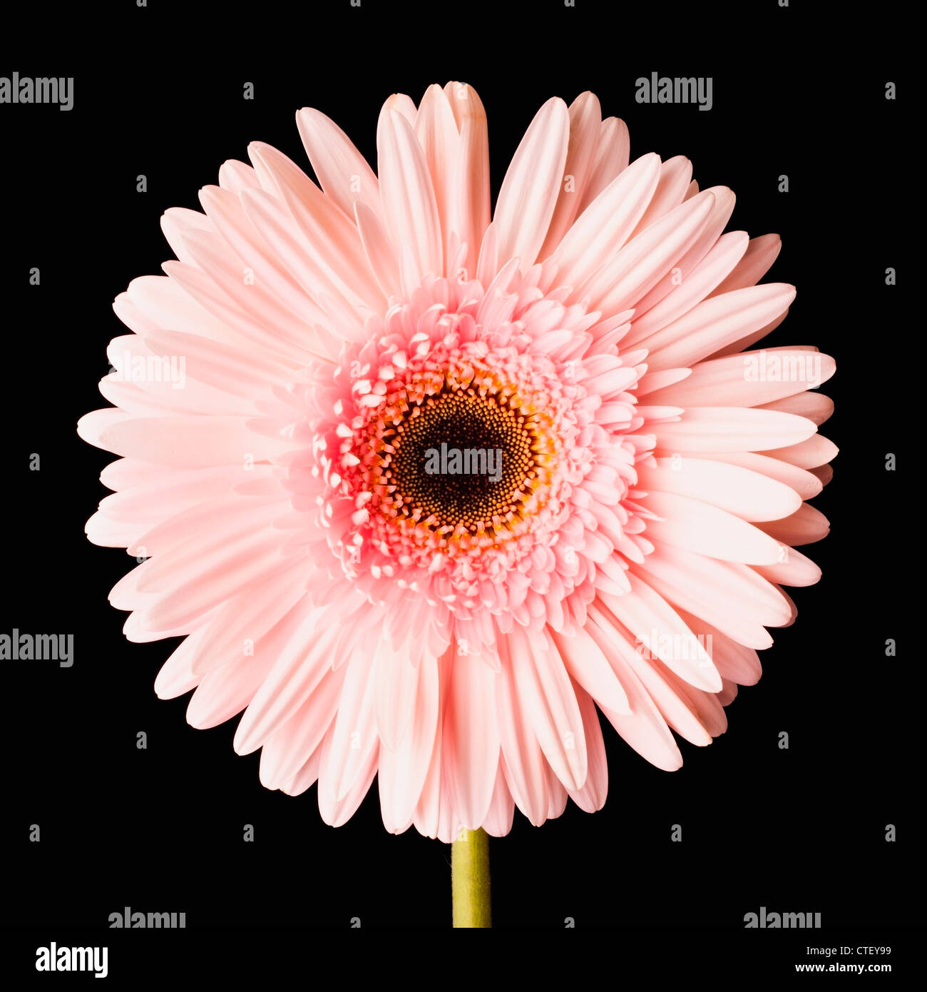 Stati Uniti d'America, Utah, Lehi, Close-up di rosa daisy Foto Stock