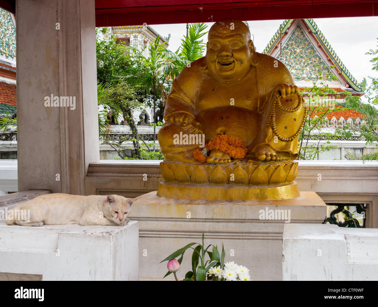 Gatto sonnacchioso da grandi fat golden statua di Buddha nel Wat Po tempio vicino a Bangkok in Tailandia Foto Stock