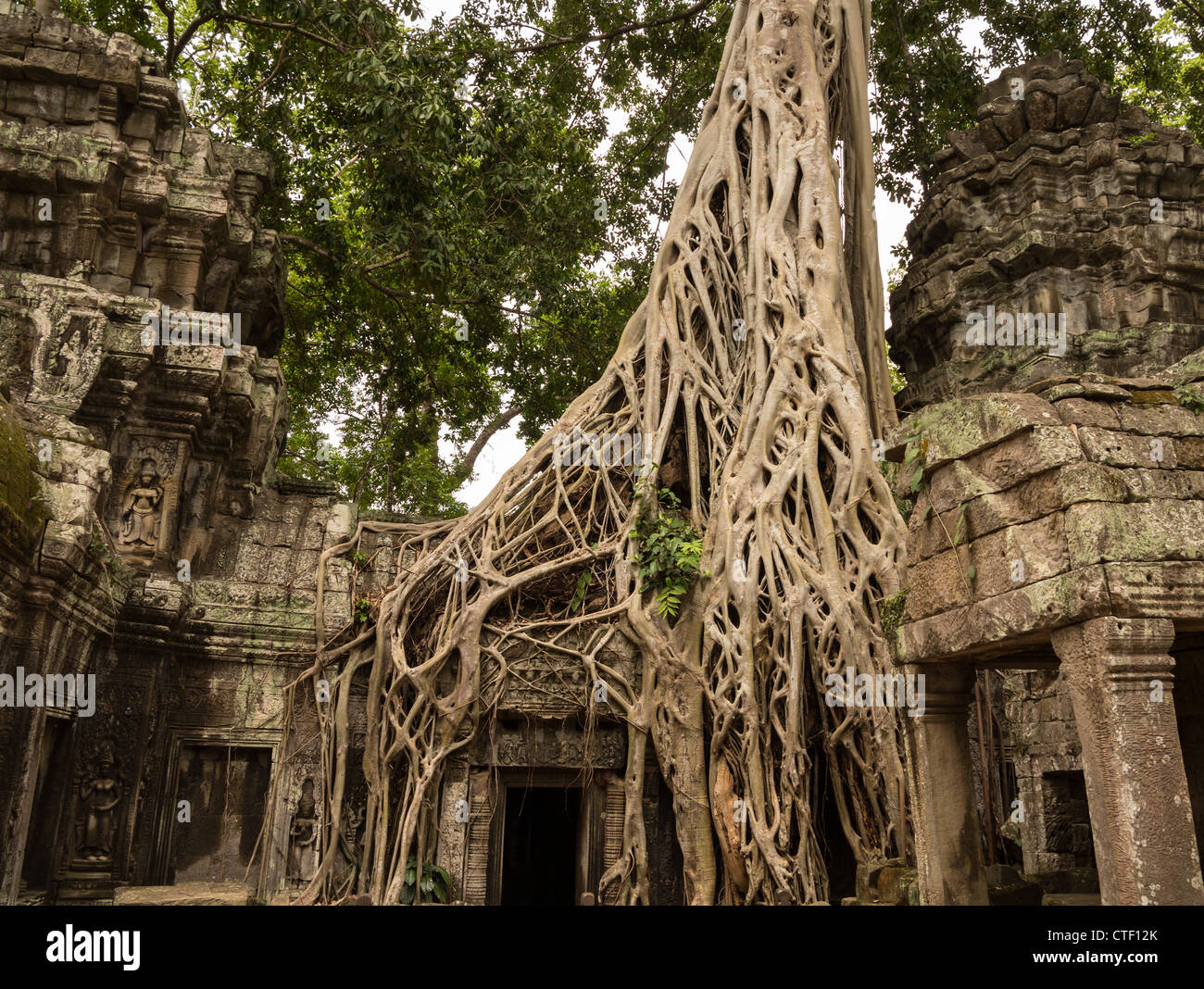 Ta Prohm tempio con spung radici di albero che cresce in rovine di Angkor Thom Foto Stock