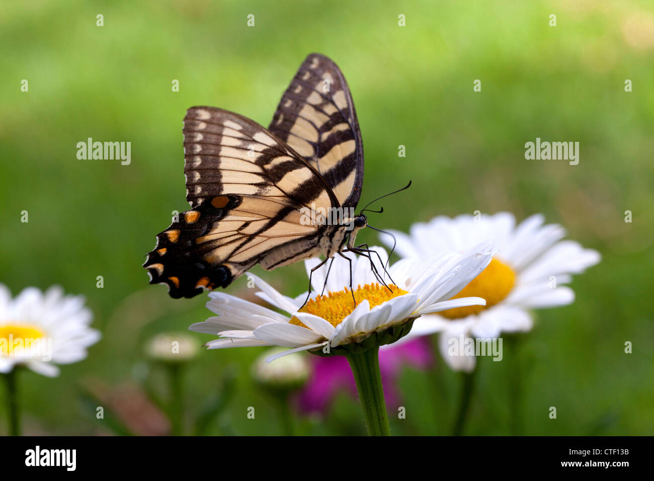 Orientale a coda di rondine di Tiger (Papillo glaucus) butterfly - USA Foto Stock