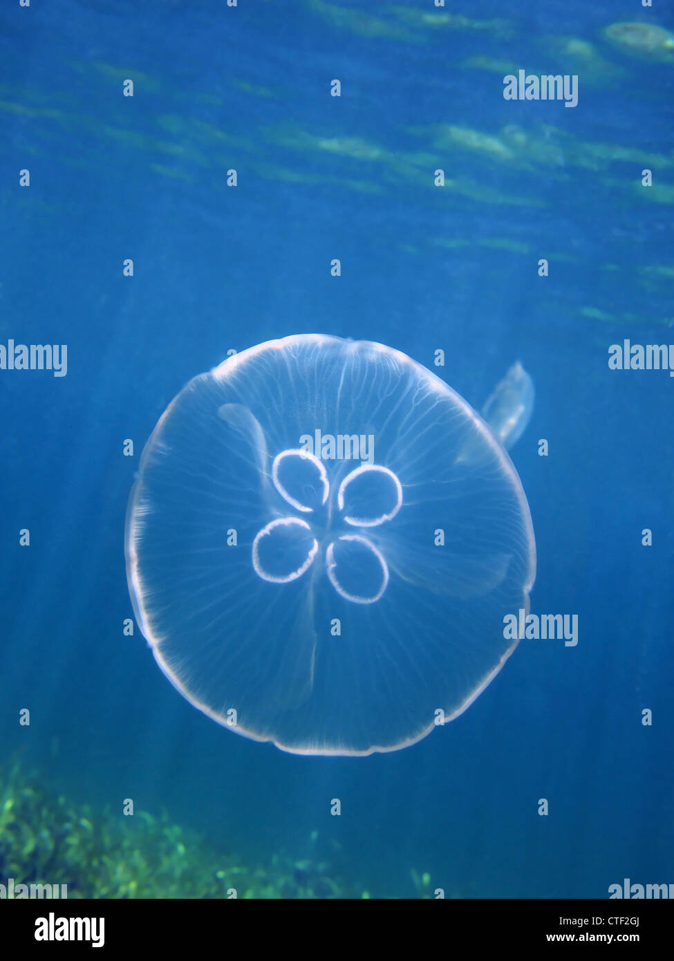 Luna meduse, Aurelia aurita sott'acqua nel mar dei Caraibi Foto Stock