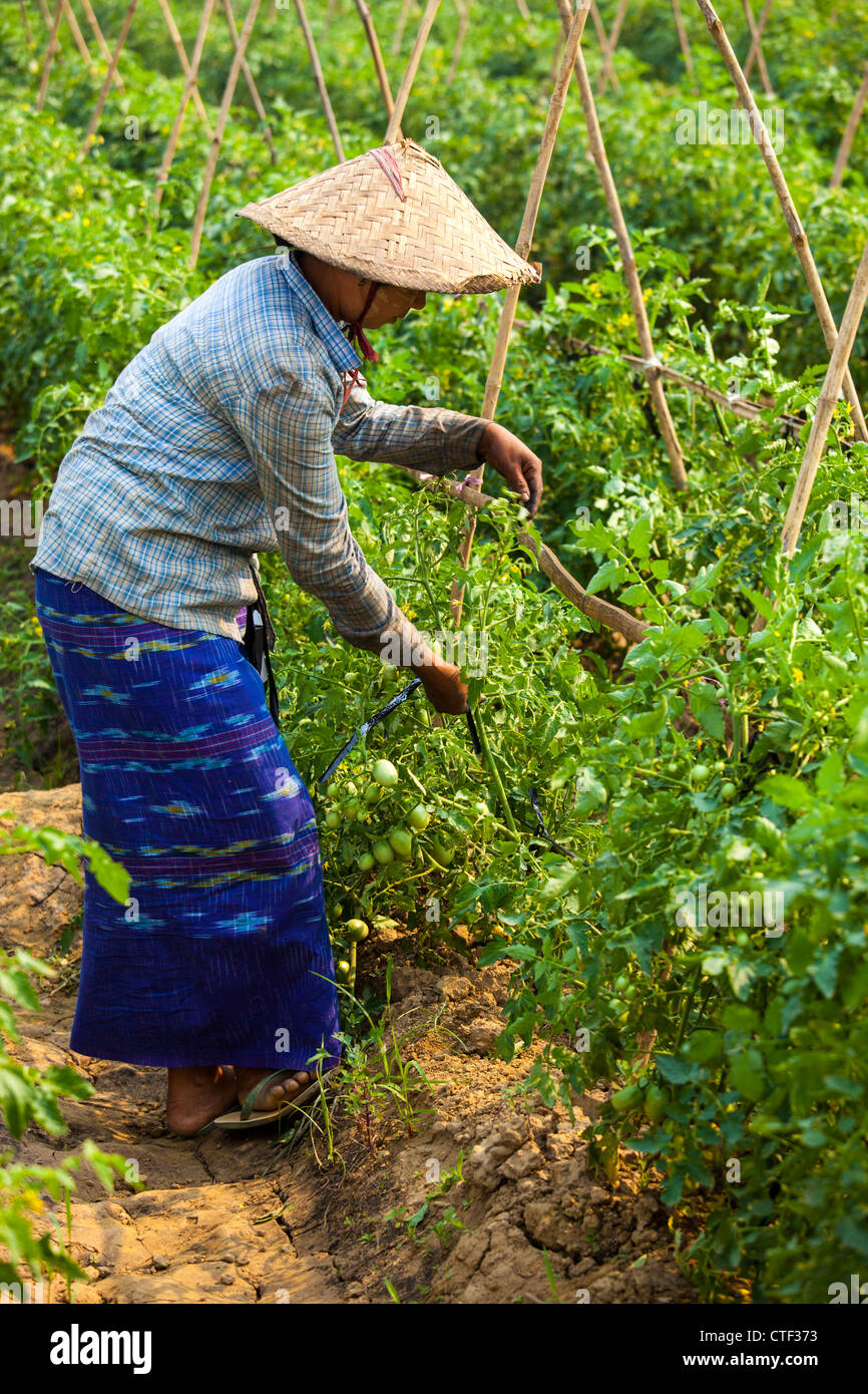Donna agricoltura in Myanmar Foto Stock