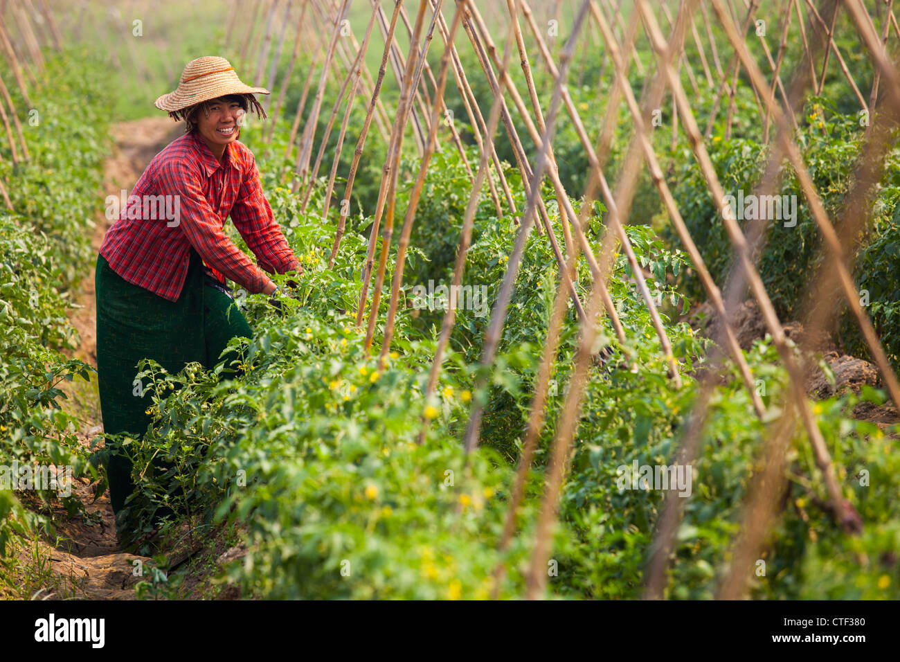 Donna allevamento di pomodoro in Myanmar Foto Stock