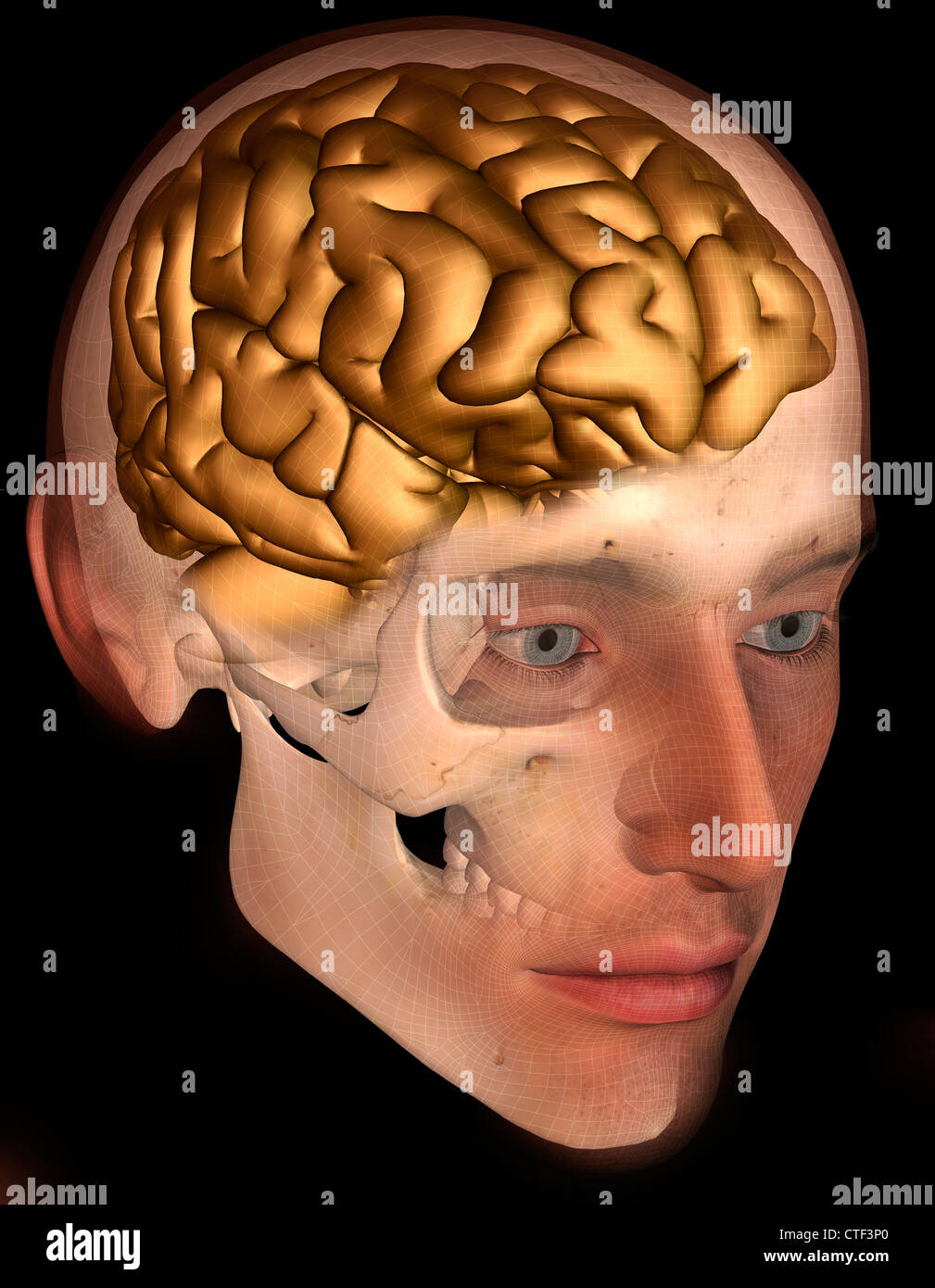 Immagine concettuale del cervello umano Foto Stock
