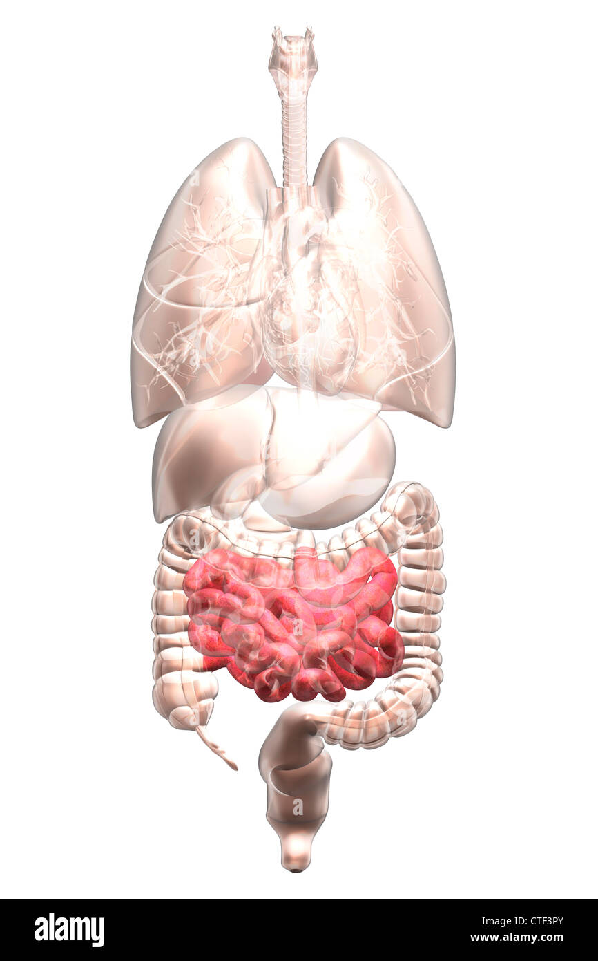 Biomedical illustrazione che mostra umana di organi interni Foto Stock