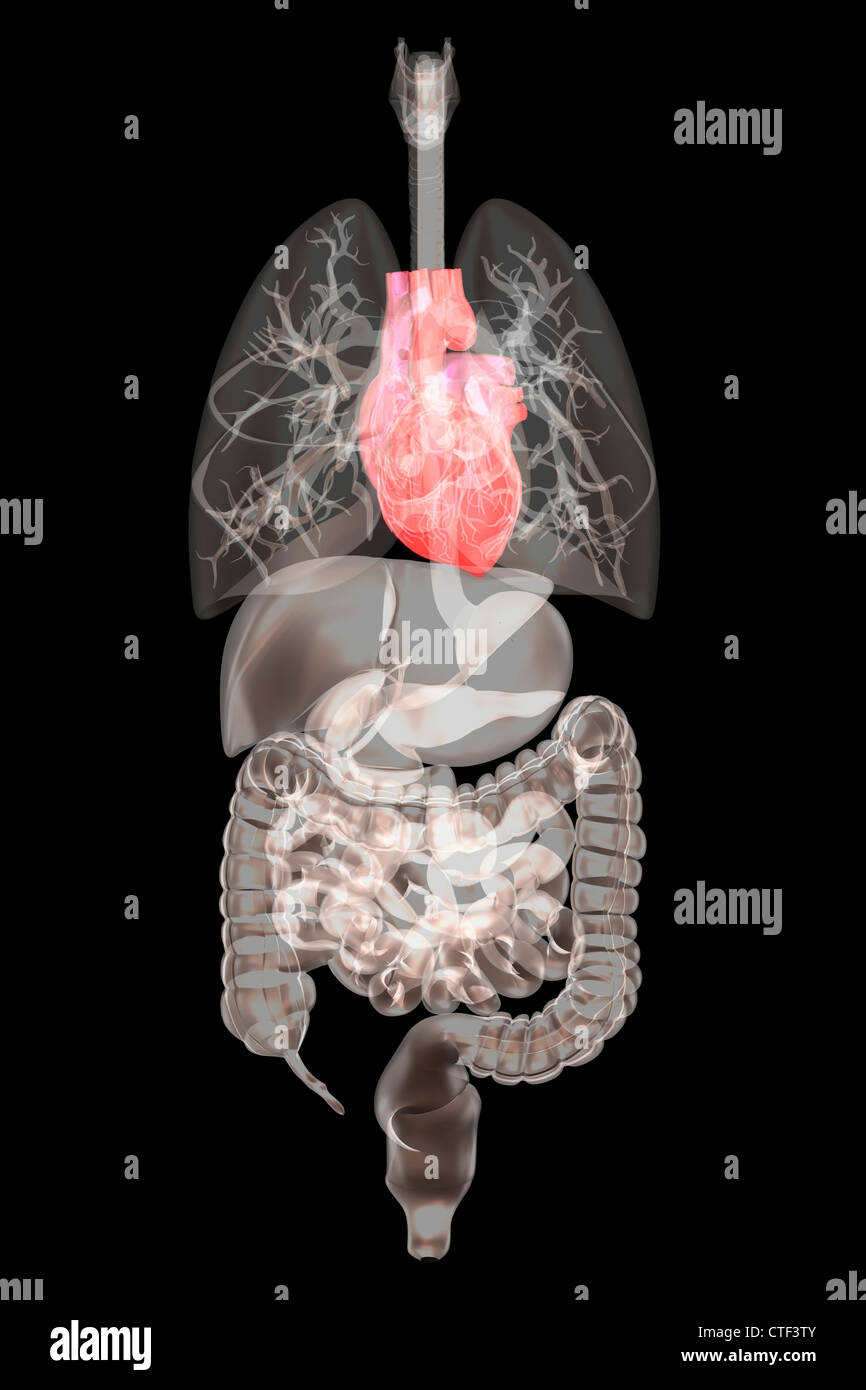 Biomedical illustrazione che mostra umana di organi interni Foto Stock