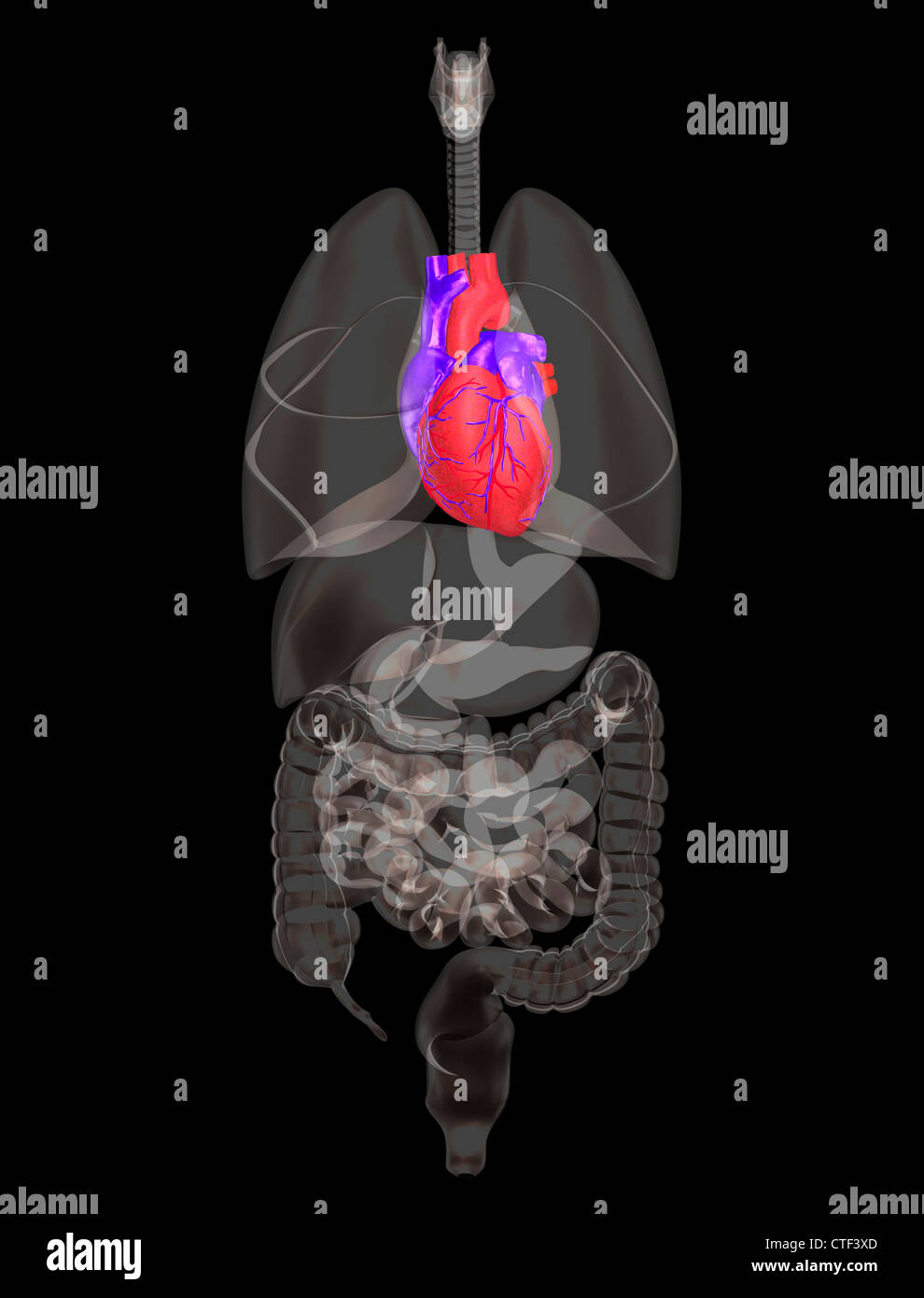 Biomedical illustrazione che mostra il cuore umano Foto Stock