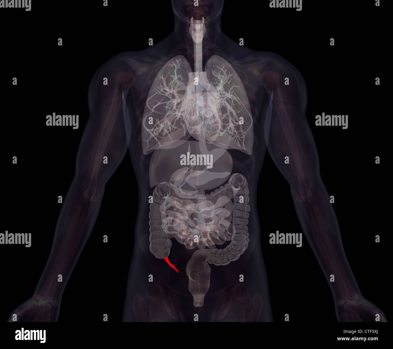 Biomedical illustrazione che mostra umana di organi interni Foto Stock